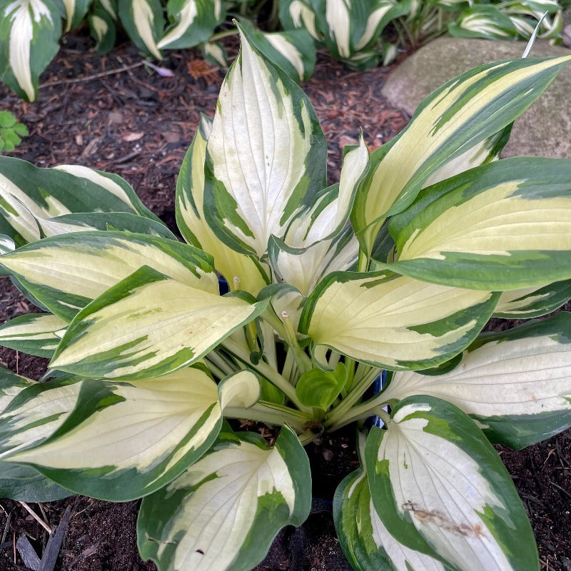 HOSTA CHRISTMAS CANDY