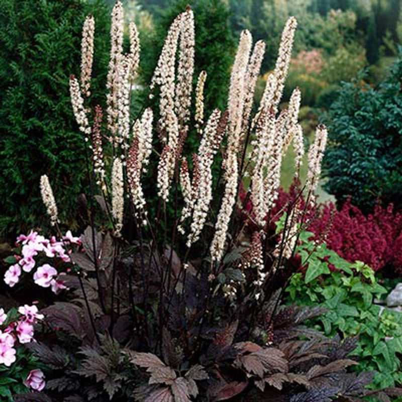 ACTAEA BRUNETTE