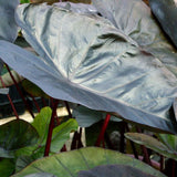 COLOCASIA DIAMOND HEAD