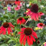 ECHINACEA BUTTERFLY POSTMAN