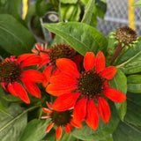 ECHINACEA SOMBRERO SANGRITA