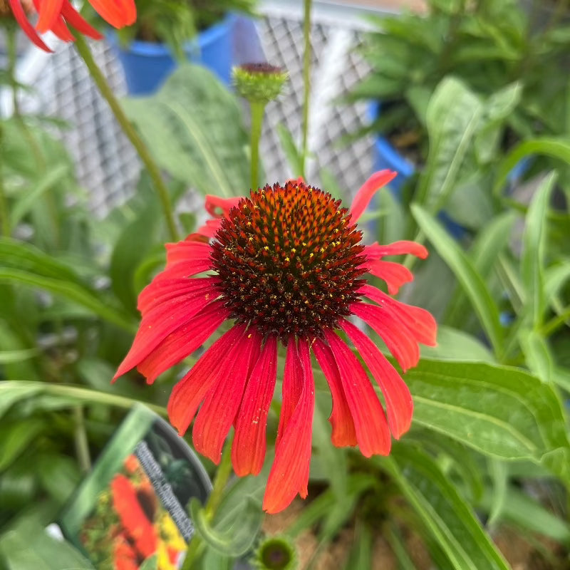 ECHINACEA TOMATO SOUP