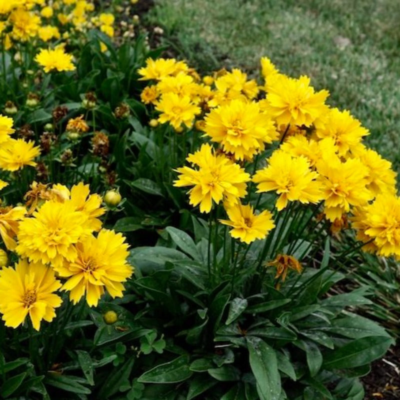 COREOPSIS DOUBLE THE SUN