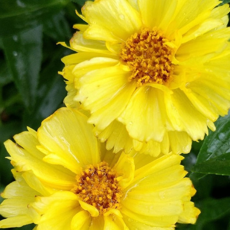 COREOPSIS LEADING LADY CHARLIZE