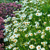 COREOPSIS STAR CLUSTER