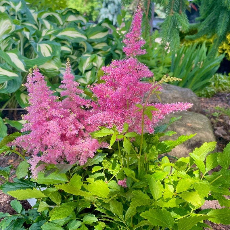 ASTILBE COUNTRY & WESTERN