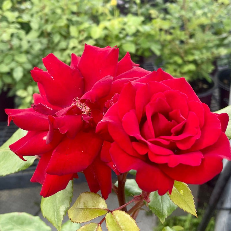 ROSE GRANDIFLORA CRIMSON BOUQUET