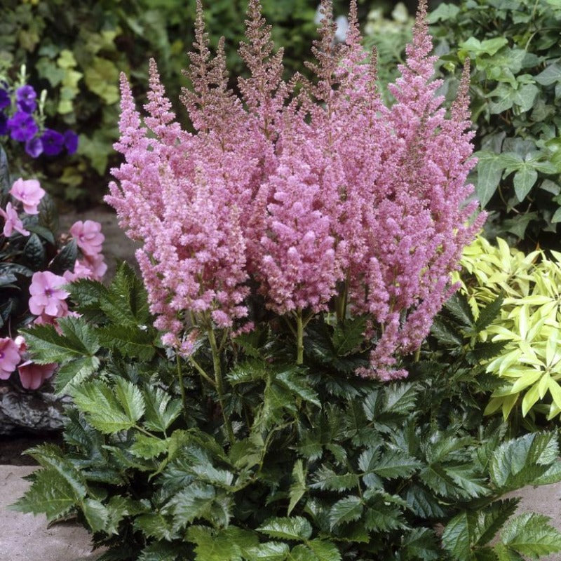 ASTILBE VISION IN PINK