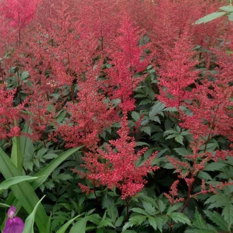 ASTILBE MONTGOMERY