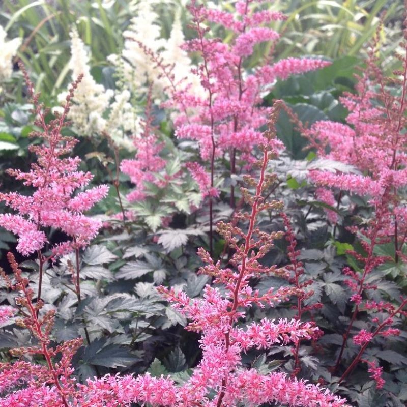 ASTILBE KEY WEST