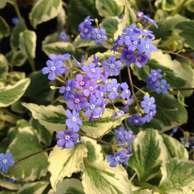 BRUNNERA VARIEGATA