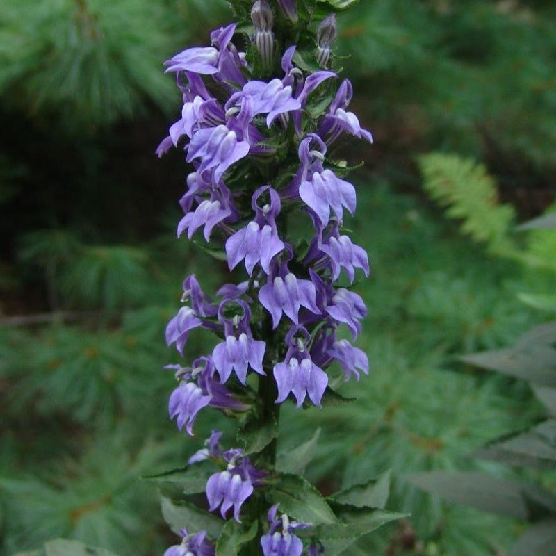 LOBELIA SIPHILITICA