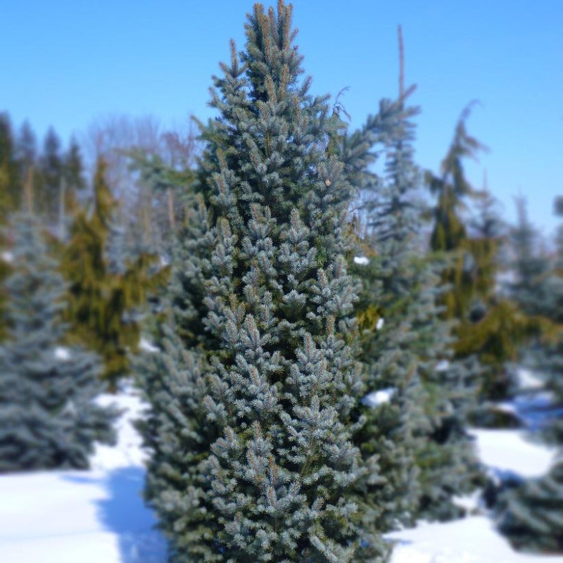 SPRUCE 'FASTIGIATA' COLUMNAR