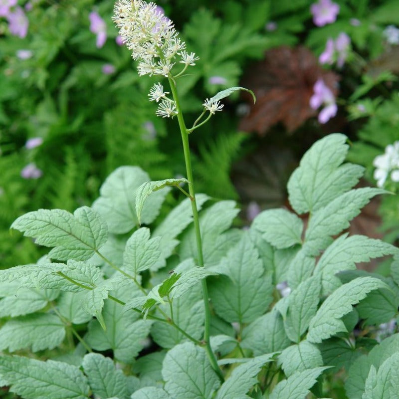 ACTAEA MISTY BLUE