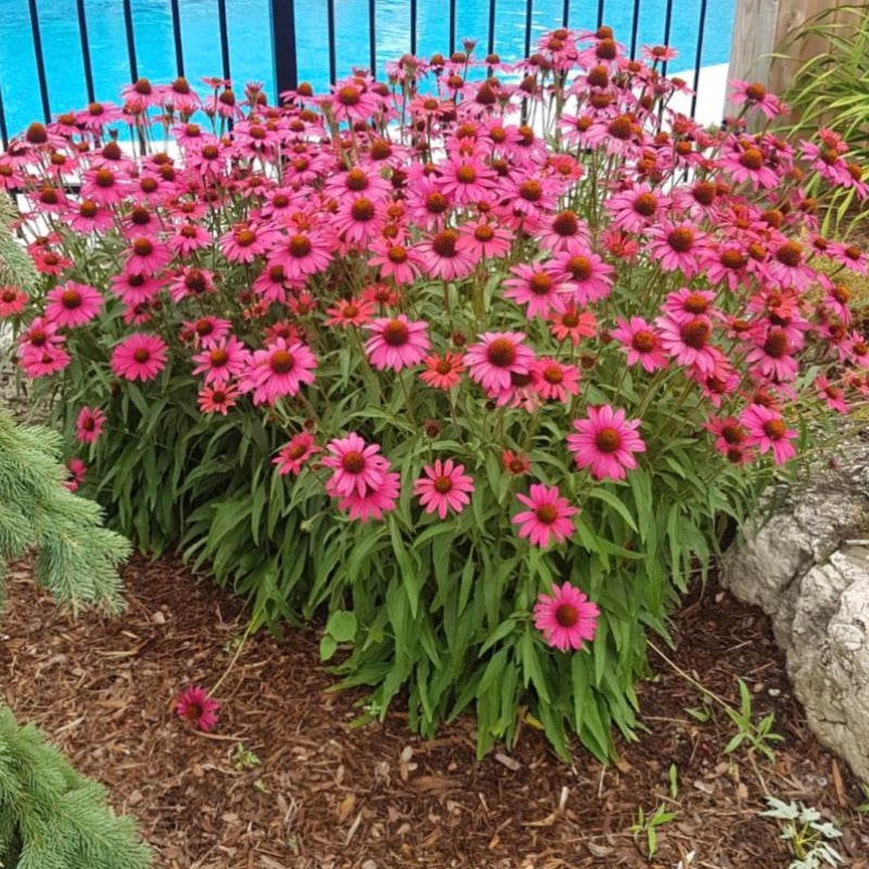 ECHINACEA GLOWING DREAM