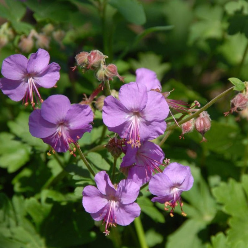 GERANIUM KARMINA