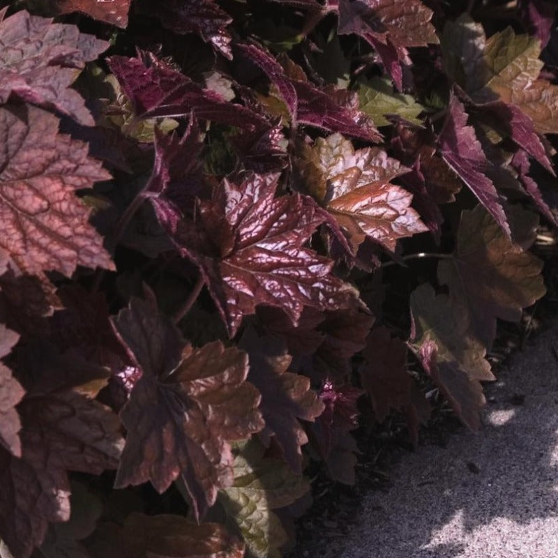 HEUCHERA PALACE PURPLE