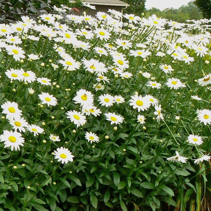 LEUCANTHEMUM BECKY