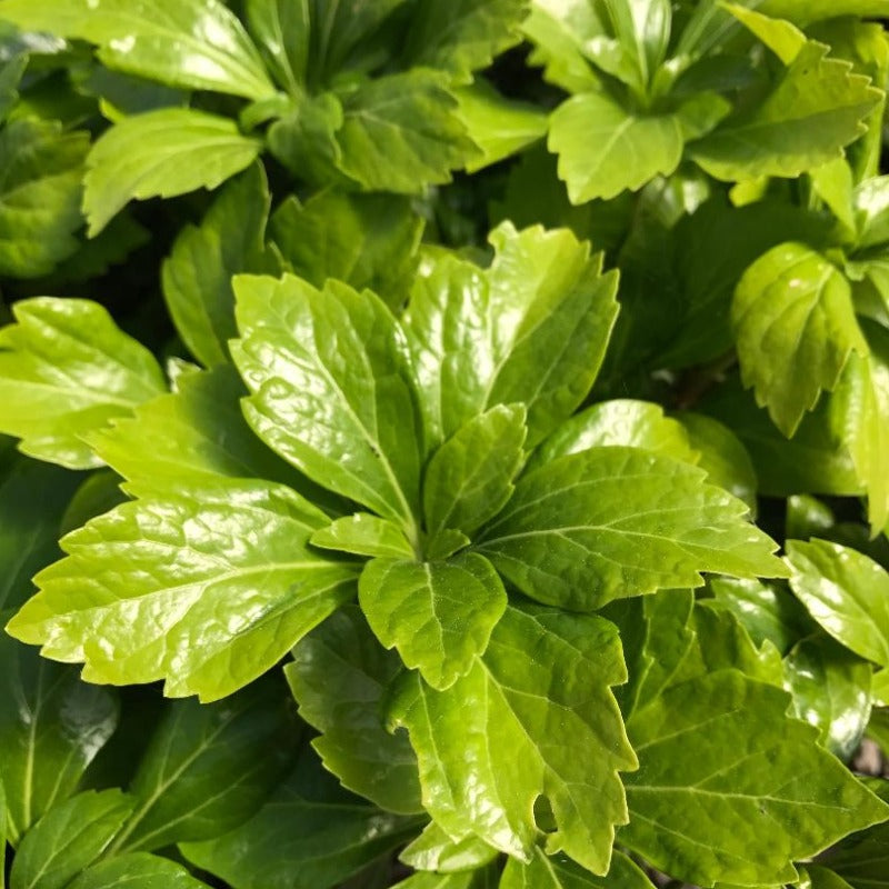 PACHYSANDRA GREEN SHEEN