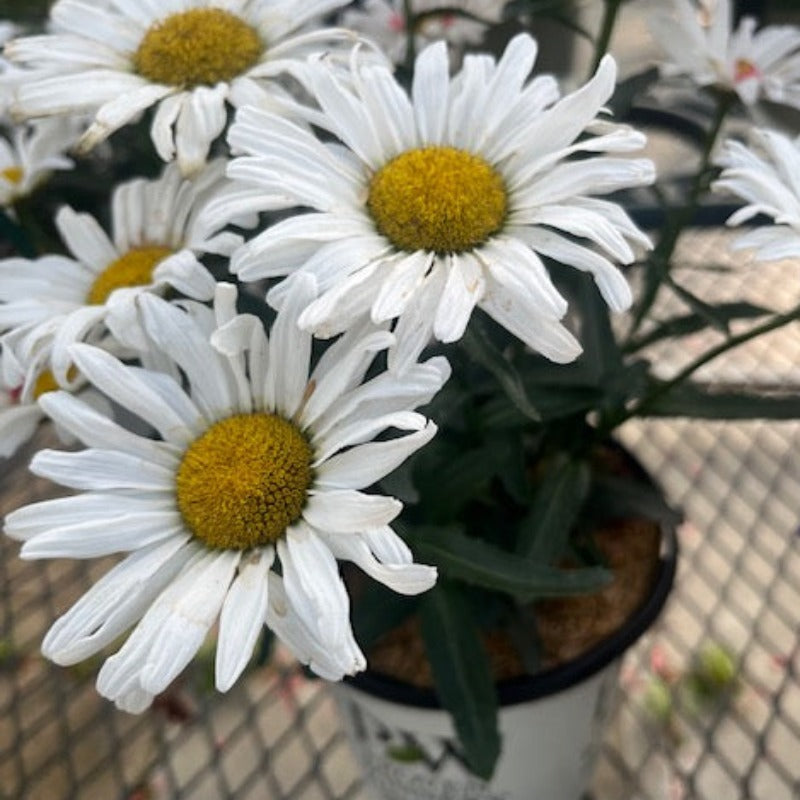 LEUCANTHEMUM DAISY MAY