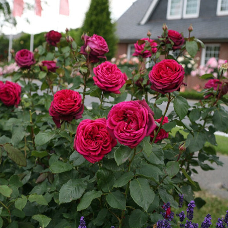 ROSE GRANDIFLORA DARK DESIRE