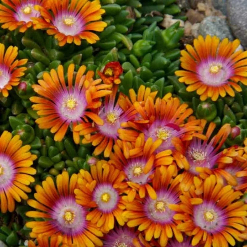 DELOSPERMA FIRE SPINNER