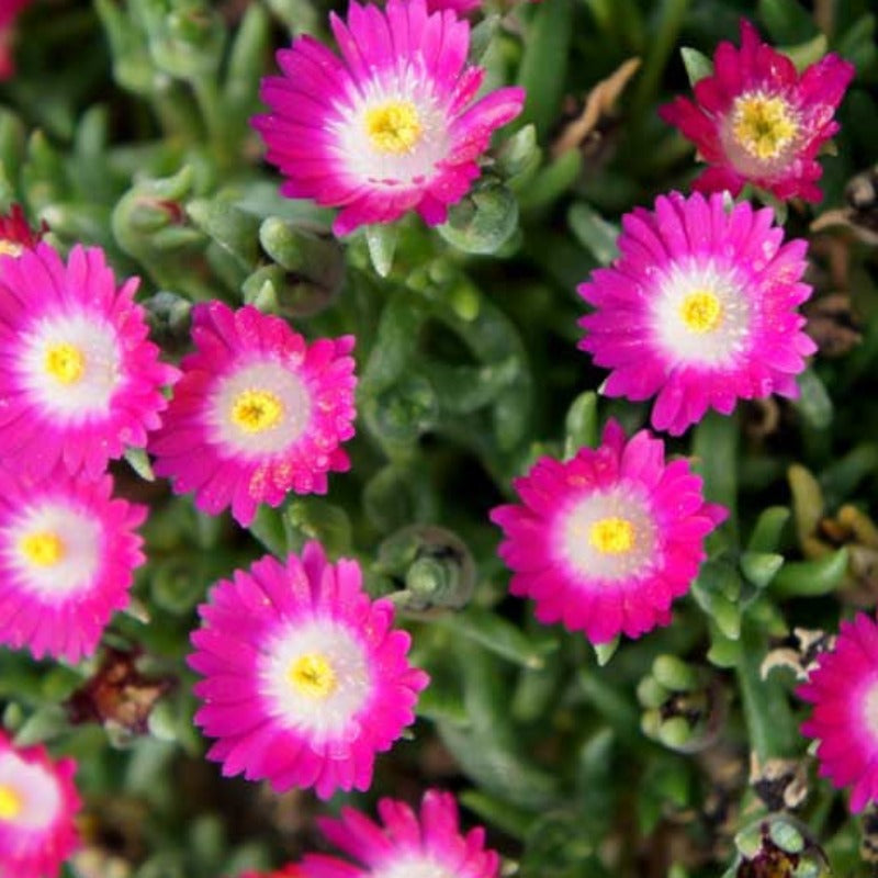 DELOSPERMA AMETHYST