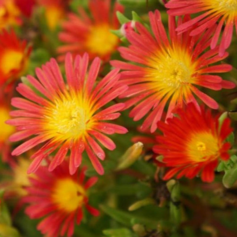 DELOSPERMA FIRE WONDER