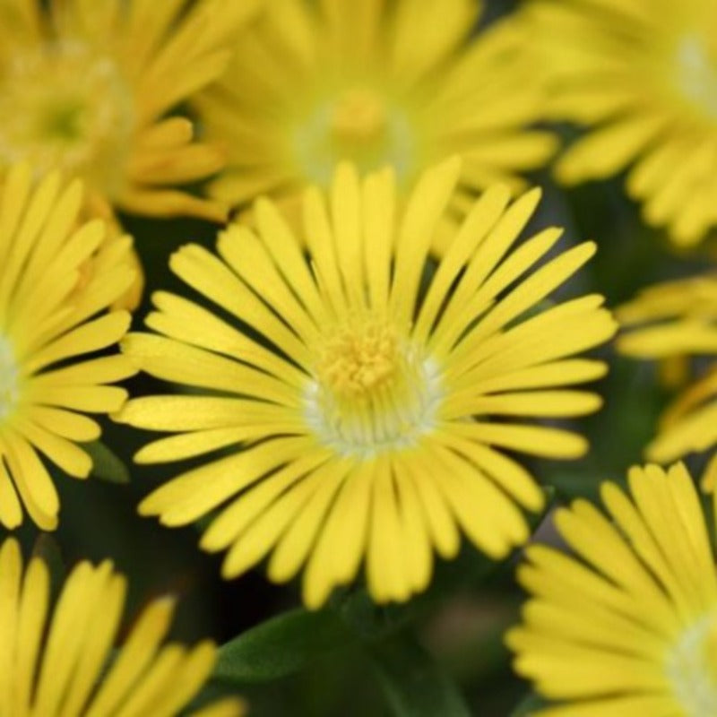 DELOSPERMA GOLDEN WONDER