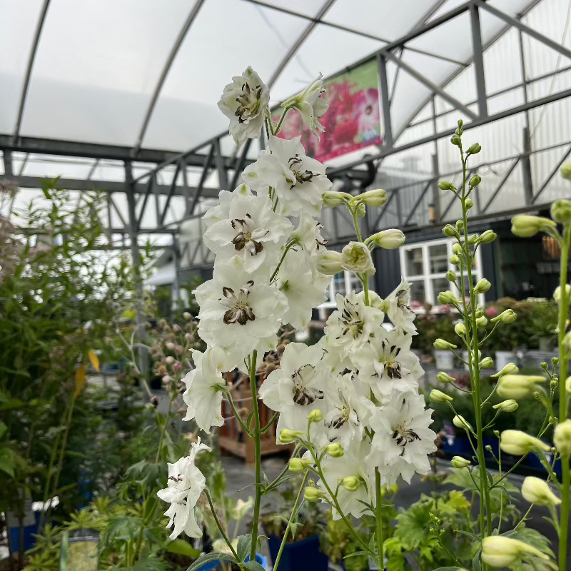 DELPHINIUM BLACK EYED ANGELS