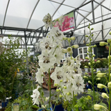 DELPHINIUM BLACK EYED ANGELS