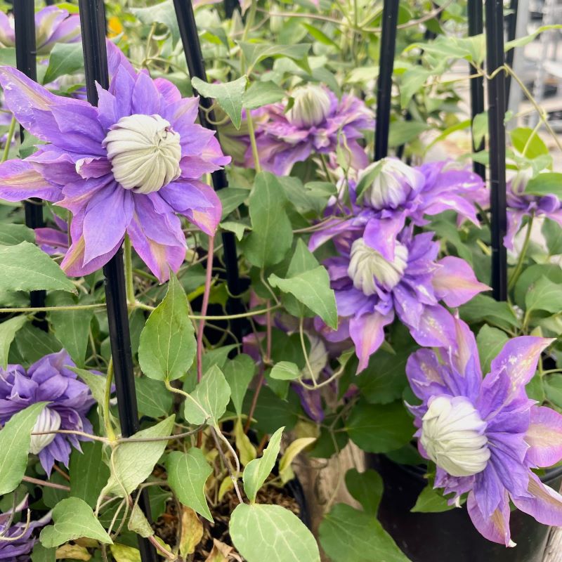 CLEMATIS DIAMANTINA