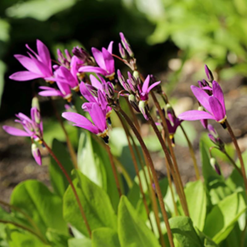 DODECATHEON APHRODITE