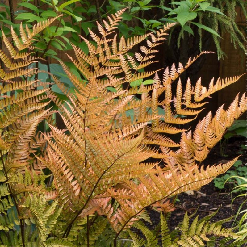 DRYOPTERIS BRILLIANCE