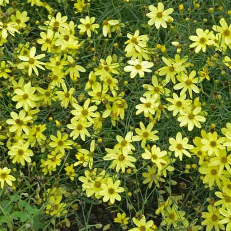 COREOPSIS MOONBEAM