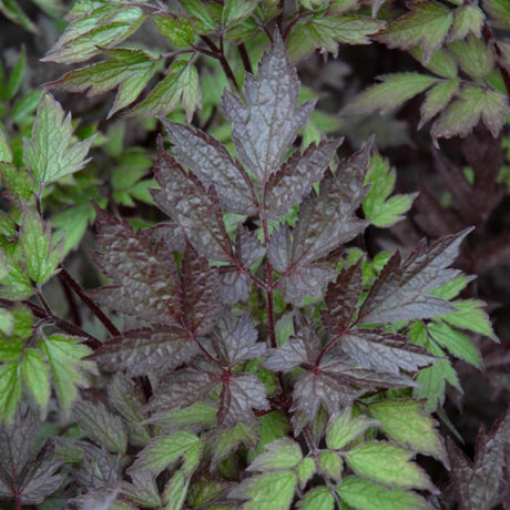 ACTAEA BLACK NEGLIGEE