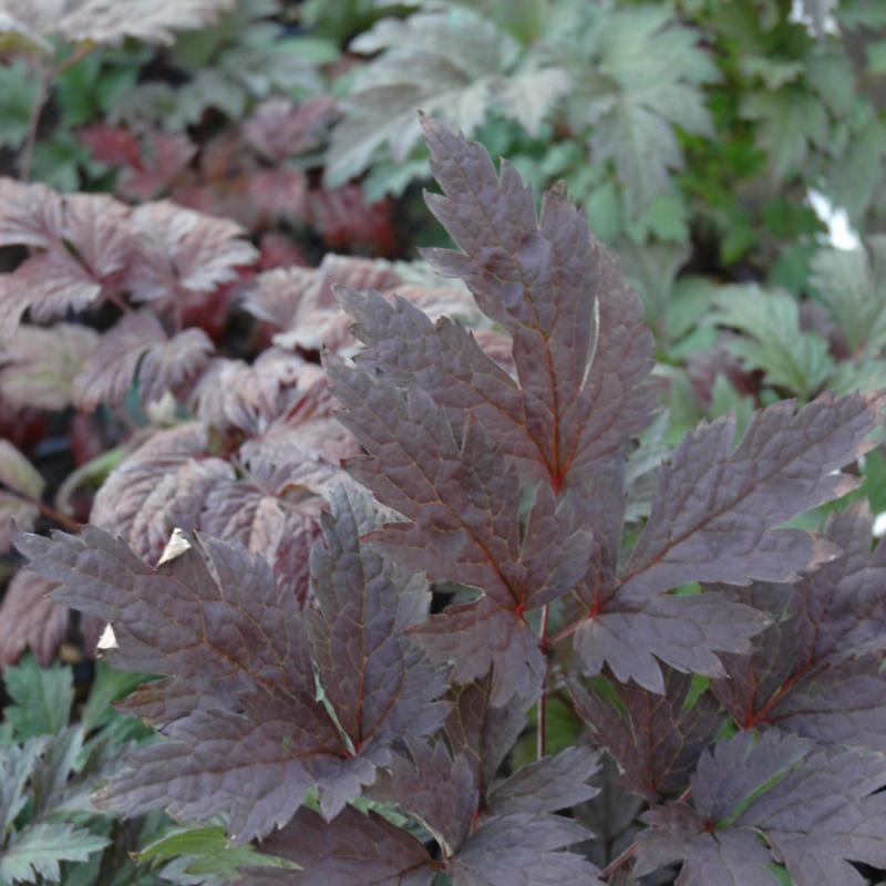 ACTAEA BRUNETTE