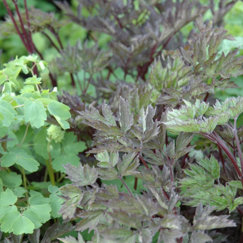 ACTAEA HILLSIDE BLACK BEAUTY