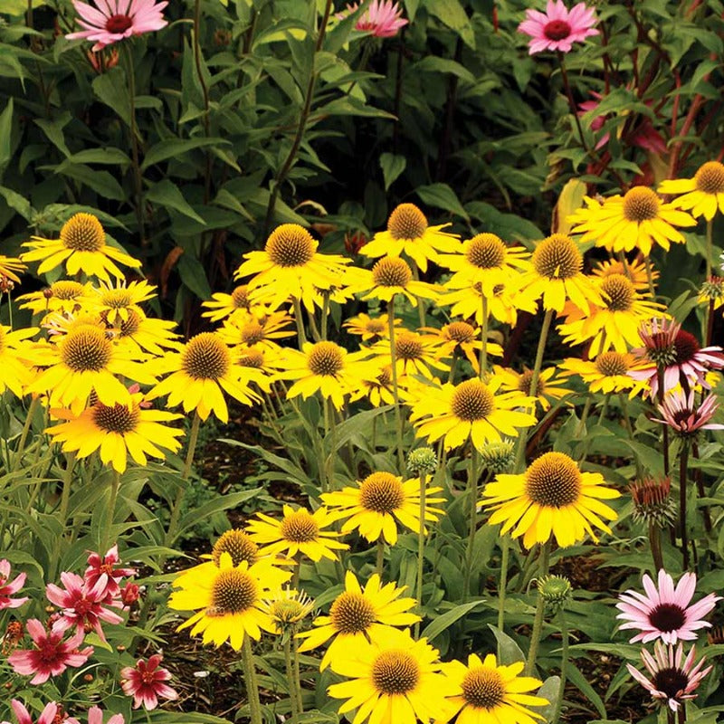 ECHINACEA KISMET YELLOW