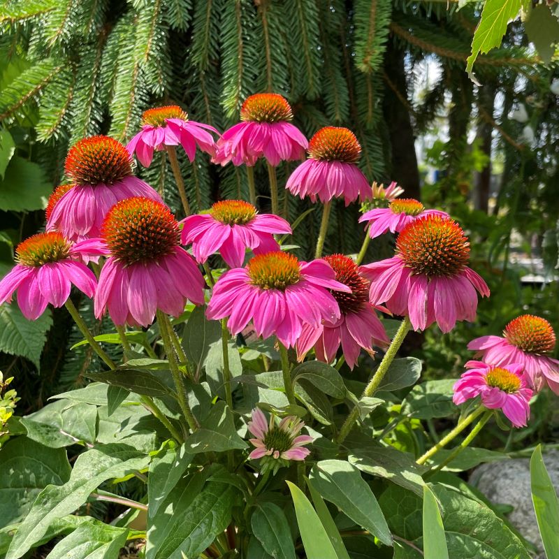 ECHINACEA POWWOW WILD BERRY