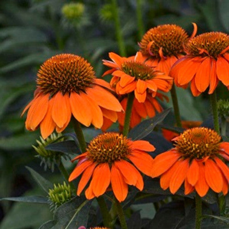 ECHINACEA EYE CATCHER ATOMIC ORANGE