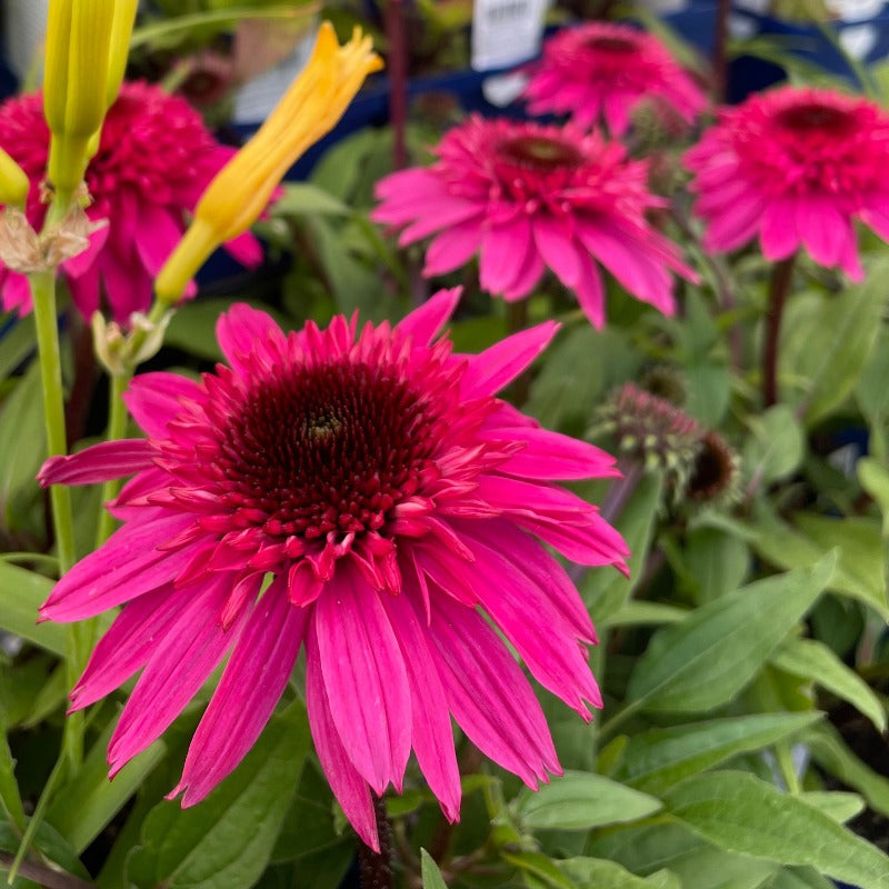 ECHINACEA RASPBERRY BERET