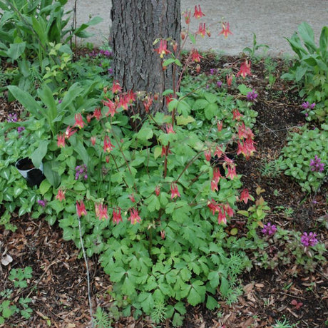 AQUILEGIA CANADENSIS