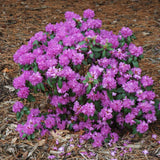 RHODODENDRON PJM COMPACT