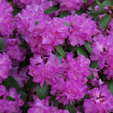 RHODODENDRON PJM COMPACT