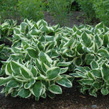 HOSTA MINUTEMAN