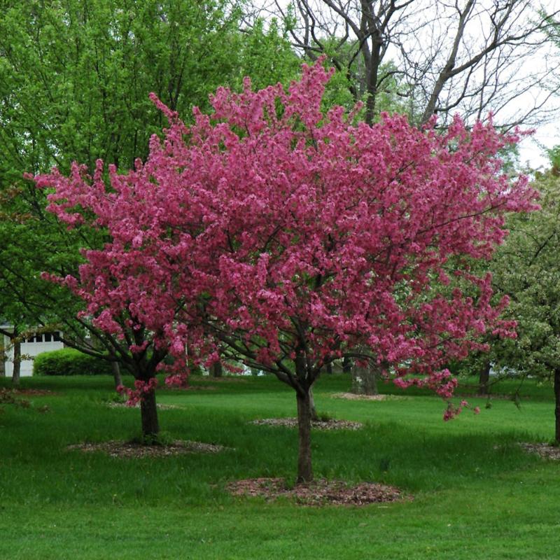 CRABAPPLE PRAIRIEFIRE