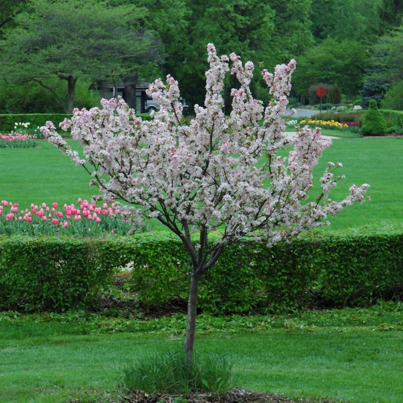 CRABAPPLE CORALBURST