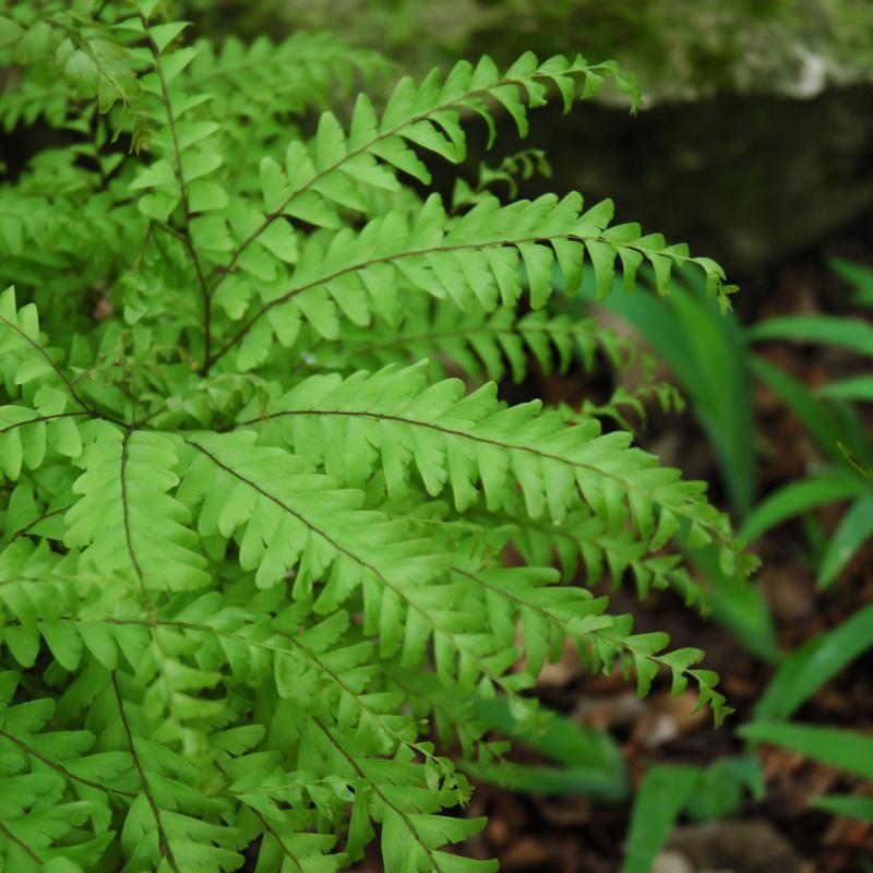 ADIANTUM PEDATUM