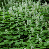 TIARELLA CORDIFOLIA